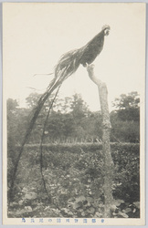 東都瀧野川園の尾長鳥 / Long-Tailed Fowl in the Takinogawaen Garden in the Eastern Capital image