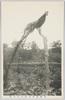 東都瀧野川園の尾長鳥/Long-Tailed Fowl in the Takinogawaen Garden in the Eastern Capital image