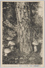  (下野唐澤山の名物)松茸発生の実況/(Specialty of Mt. Karasawa, Shimotsuke) Actual Scene of the Growth of Matsutake Mushrooms image
