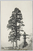 妙義山中　嶽一本杉/Solitary Cedar on the Nakanotake Peak of Mt. Myōgi image