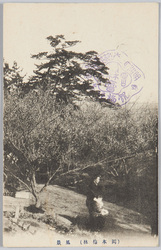 (岡本梅林)風景 / (Okamoto Plum Park) Scenery image