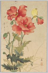 [芥子の花と小鳥] / [Poppies and a Little Bird] image