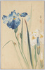 [燕子花]/[Irises] image