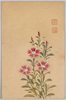 ナデシコ / Dianthus image
