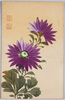 紫の花/Purple Flowers image