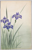 花菖蒲 / Iris image
