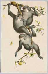 3匹の猿 / Three Monkeys image