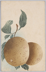 梨の実 / Pear image