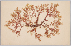 海草 (標本貼付) / Seaweed (Specimen Attached) image