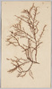 海草 (標本貼付)/Seaweed (Specimen Attached) image