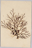 海草 (標本貼付)/Seaweed (Specimen Attached) image