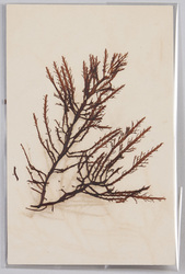 海草 (標本貼付) / Seaweed (Specimen Attached) image
