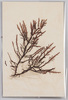 海草 (標本貼付)/Seaweed (Specimen Attached) image