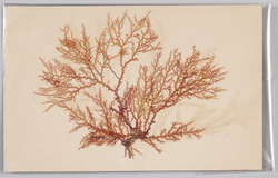 海草 (標本貼付) / Seaweed (Specimen Attached) image