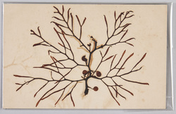 海草 (標本貼付) / Seaweed (Specimen Attached) image
