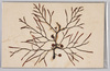 海草 (標本貼付)/Seaweed (Specimen Attached) image