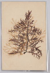 海草 (標本貼付) / Seaweed (Specimen Attached) image