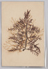 海草 (標本貼付)/Seaweed (Specimen Attached) image