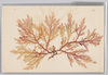 海草 (標本貼付)/Seaweed (Specimen Attached) image