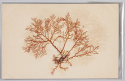 海草 (標本貼付) / Seaweed (Specimen Attached) image