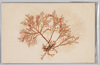 海草 (標本貼付)/Seaweed (Specimen Attached) image