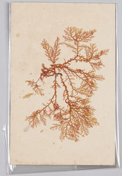 海草 (標本貼付) / Seaweed (Specimen Attached) image