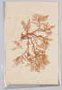海草 (標本貼付)/Seaweed (Specimen Attached) image