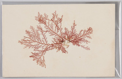 海草 (標本貼付) / Seaweed (Specimen Attached) image