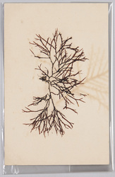 海草 (標本貼付) / Seaweed (Specimen Attached) image