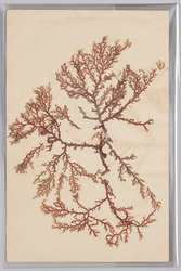 海草 (標本貼付) / Seaweed (Specimen Attached) image