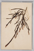 海草 (標本貼付)/Seaweed (Specimen Attached) image