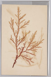 海草 (標本貼付) / Seaweed (Specimen Attached) image