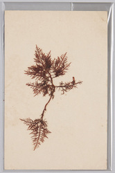 海草 (標本貼付) / Seaweed (Specimen Attached) image