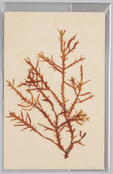 海草 (標本貼付) / Seaweed (Specimen Attached) image
