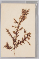 海草 (標本貼付) / Seaweed (Specimen Attached) image