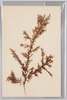 海草 (標本貼付)/Seaweed (Specimen Attached) image