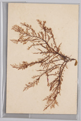 海草 (標本貼付) / Seaweed (Specimen Attached) image
