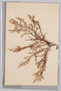 海草 (標本貼付)/Seaweed (Specimen Attached) image