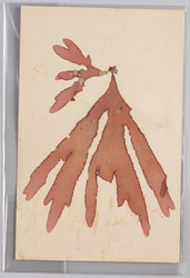 海草 (標本貼付) / Seaweed (Specimen Attached) image