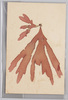 海草 (標本貼付)/Seaweed (Specimen Attached) image