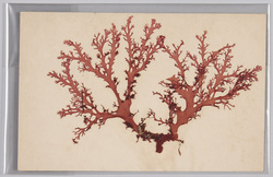 海草 (標本貼付) / Seaweed (Specimen Attached) image