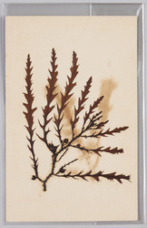 海草 (標本貼付) / Seaweed (Specimen Attached) image