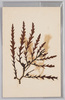 海草 (標本貼付)/Seaweed (Specimen Attached) image