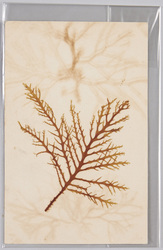 海草 (標本貼付) / Seaweed (Specimen Attached) image
