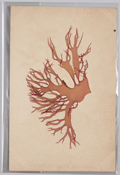 海草 (標本貼付) / Seaweed (Specimen Attached) image