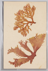 海草 (標本貼付) / Seaweed (Specimen Attached) image