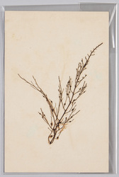 海草 (標本貼付) / Seaweed (Specimen Attached) image