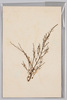 海草 (標本貼付)/Seaweed (Specimen Attached) image