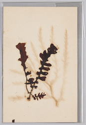 海草 (標本貼付) / Seaweed (Specimen Attached) image