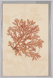 海草 (標本貼付) / Seaweed (Specimen Attached) image